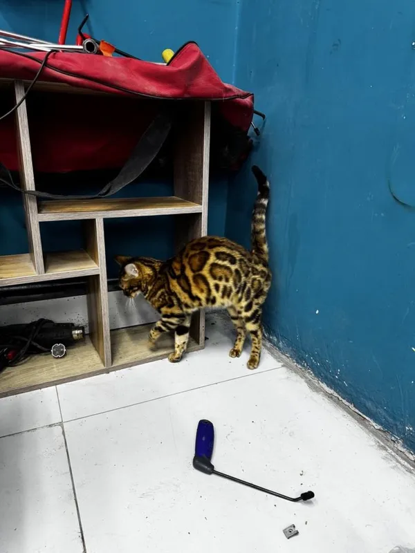 Bingall mushuk bollari 2ta bor onasini rasmi bor oxirida — фото 7