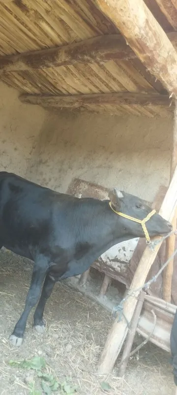 Buqachalar sotiladi yosh sogʻlom buqalar 2