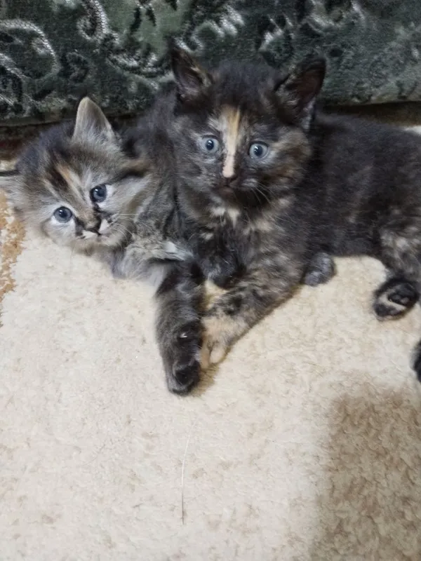 Котята домашние чистые без блох 3