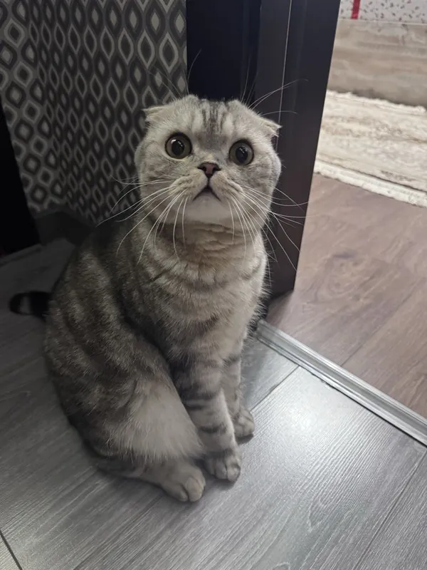 Mushuk Scottish fold 1 Mushuk Scottish fold 1