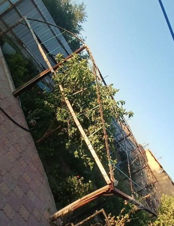 Tiplitsa sotiladi 2 Tiplitsa sotiladi 2