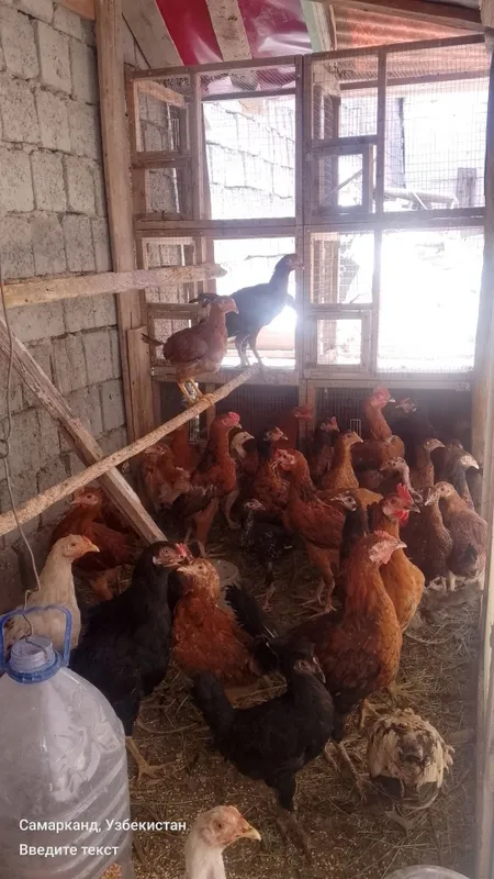 Tovuklar va xorozlar sotiladi optom srochna 5 Tovuklar va xorozlar sotiladi optom srochna 5