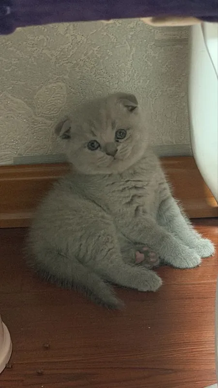 Котята лилового окраса шотладцы 3 Котята лилового окраса шотладцы 3