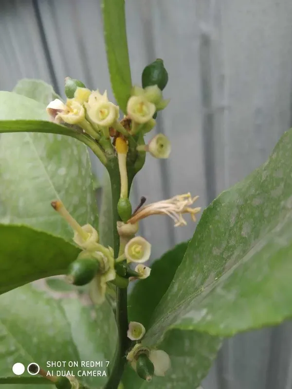 Sifatli yetishtirilgan ertapishar limon kochatlari — фото 3