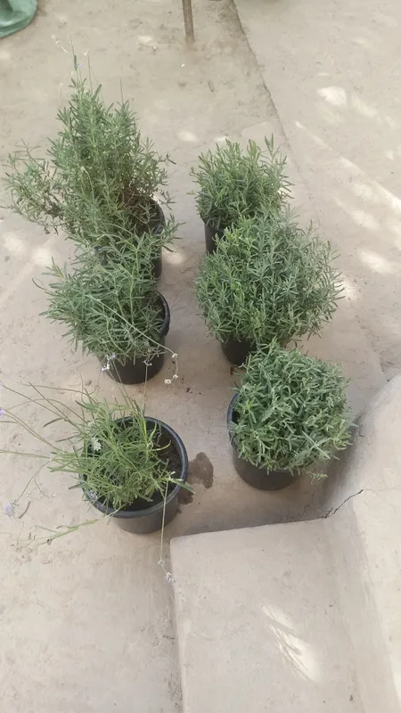 Lavlavanda gul sotiladi towkent narxi 35000