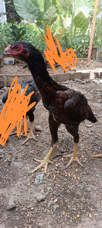To'vuqlar sotiladi 5 To'vuqlar sotiladi 5