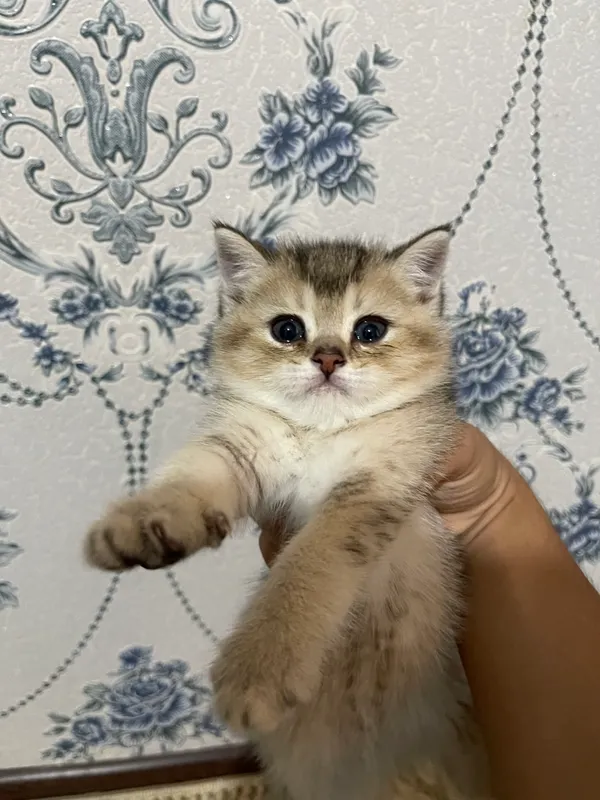 Кошка 1 Кошка 1