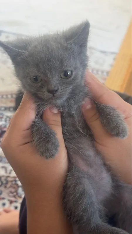 Scottish. Fold 2 1 Scottish. Fold 2 1