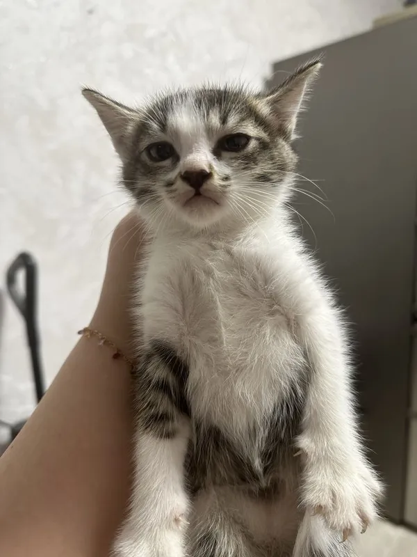 ОТДАЮ котят и их маму, котята на половину шиншила , БЕСПЛАТНО! Bepul! 7 ОТДАЮ котят и их маму, котята на половину шиншила , БЕСПЛАТНО! Bepul! 7