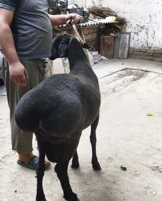 Qochqorlar sotiladi 6 Qochqorlar sotiladi 6