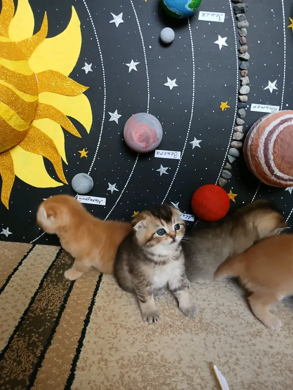 котята фолд страйт 1