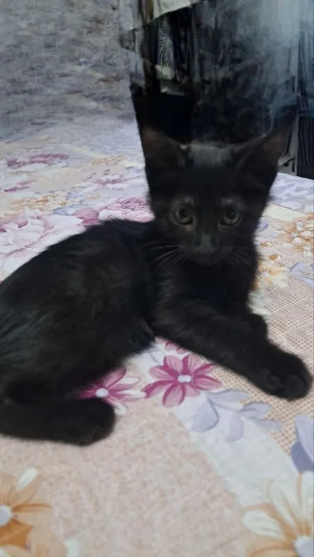 Отдам котят в хорошие руки с дальнейшим отслеживанием 2 Отдам котят в хорошие руки с дальнейшим отслеживанием 2
