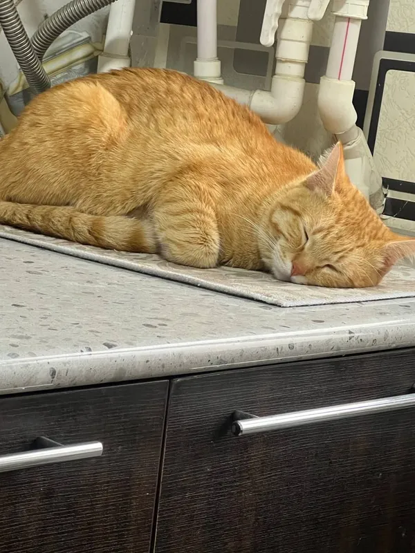 кот 1 год продается — фото 1