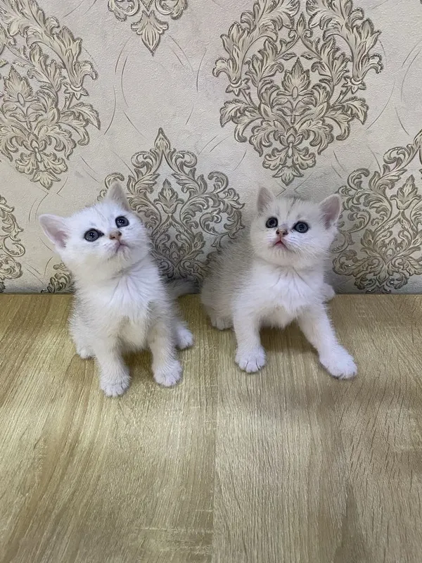 Sotiladi serebristiy shinshila mushukchalar 2 Sotiladi serebristiy shinshila mushukchalar 2