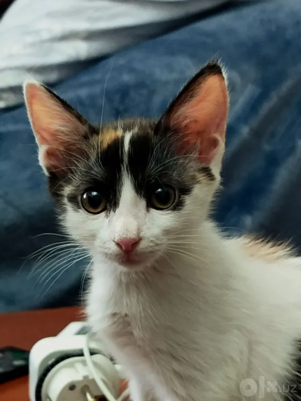Отдам котёнка с маской Бэтмена 2 Отдам котёнка с маской Бэтмена 2