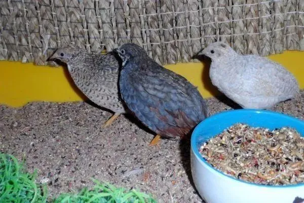 Raspisnoy bedana jojalari 3 Raspisnoy bedana jojalari 3