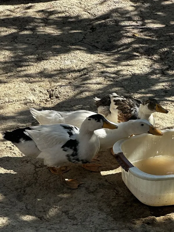 Oʻrdaklar sotiladi 4 dona — фото 1