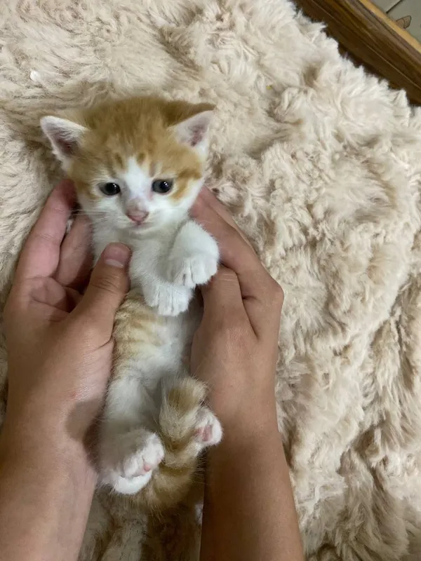 кошка 5 кошка 5