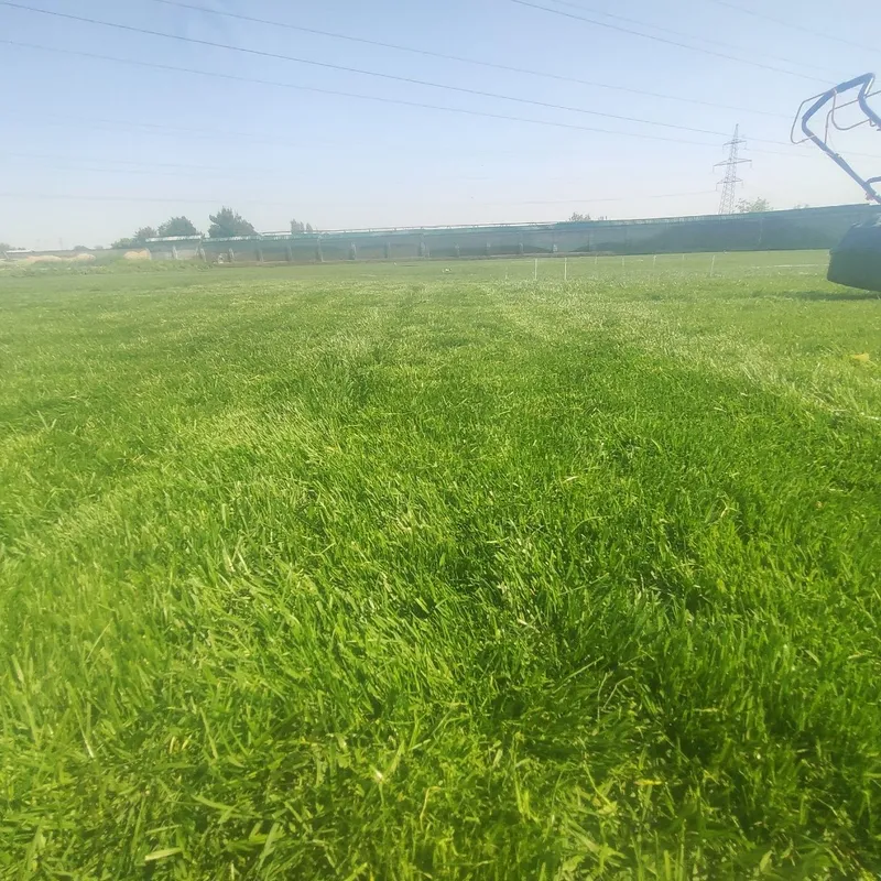 Gazon yotqizamiz lanshaft hizmati ,agro doktr bor — фото 3
