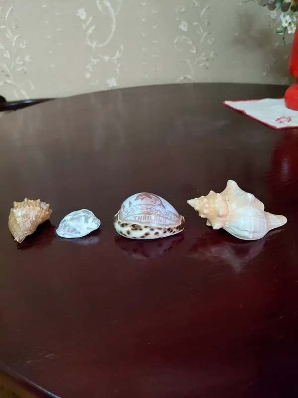 Продаю красивые ракушки.