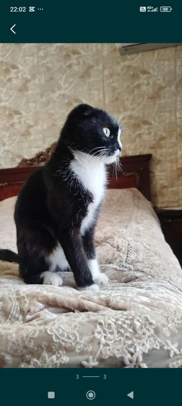 скотиш фолд весеоуха