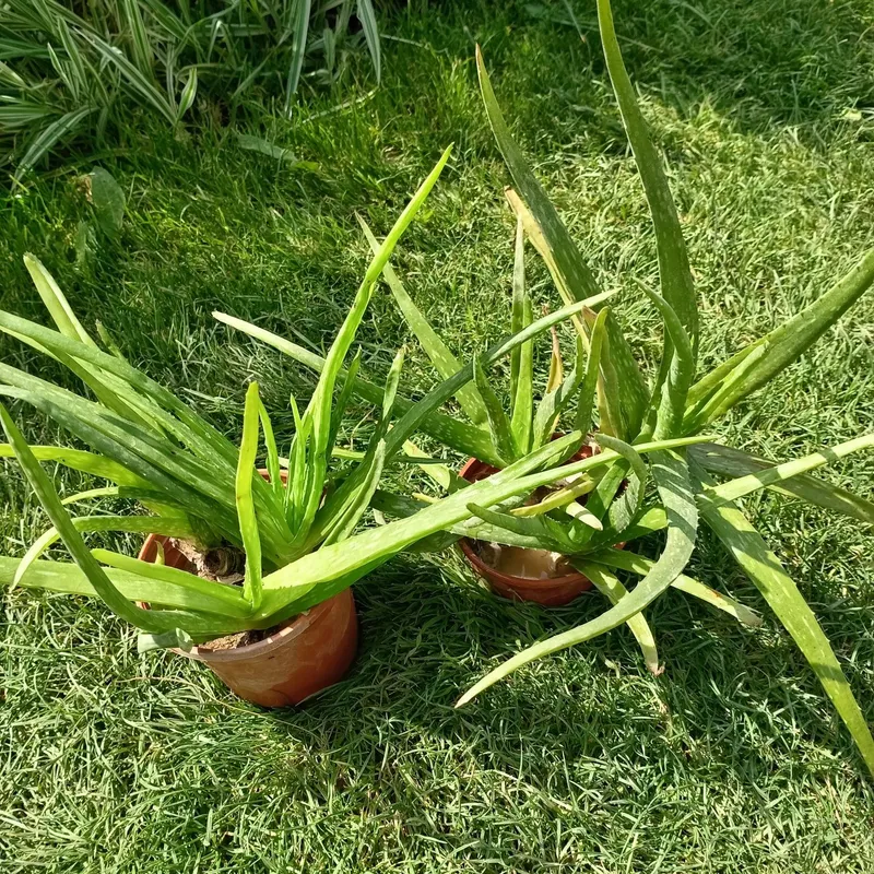 Алоэ вера (Aloe vera) — 25 см — фото 2