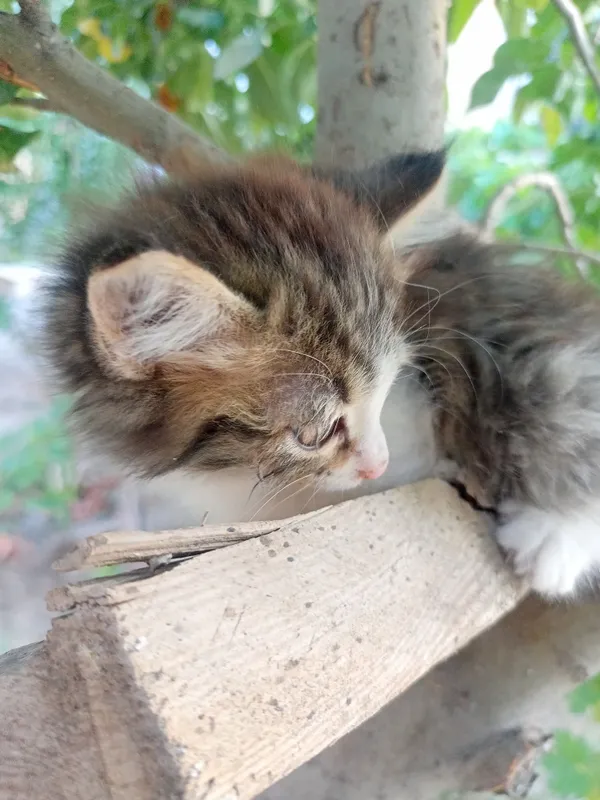 Котята 2 месяца, пушистые 2 Котята 2 месяца, пушистые 2