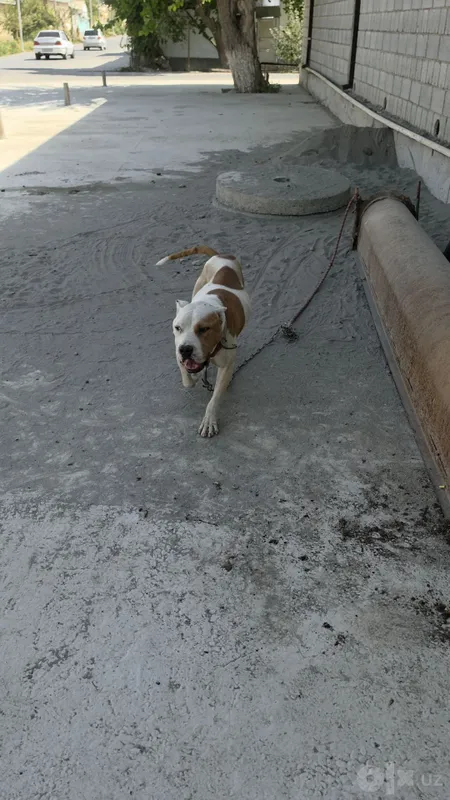 Pitbull 1.5 yosh 5 Pitbull 1.5 yosh 5