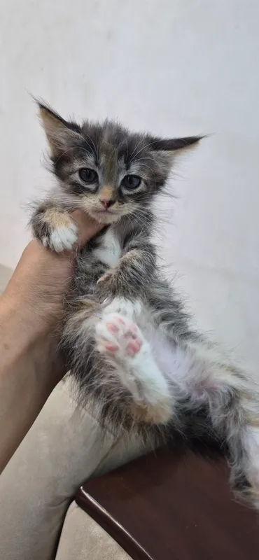 3 oylik uy mushukchalari 6
