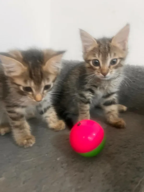 Отдам котят в добрые руки 1 Отдам котят в добрые руки 1
