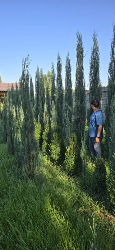 Archalar sotuda italya va mesni bor 2