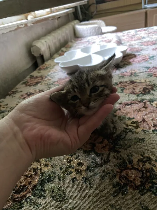 Пристраиваются котята 2 месяца — фото 2