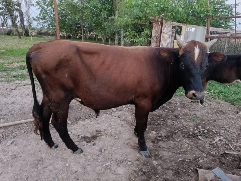 Buqa sotiladi, dalada yurgan.