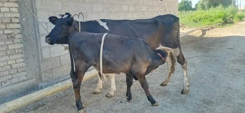 Ona bola sigirlar 6