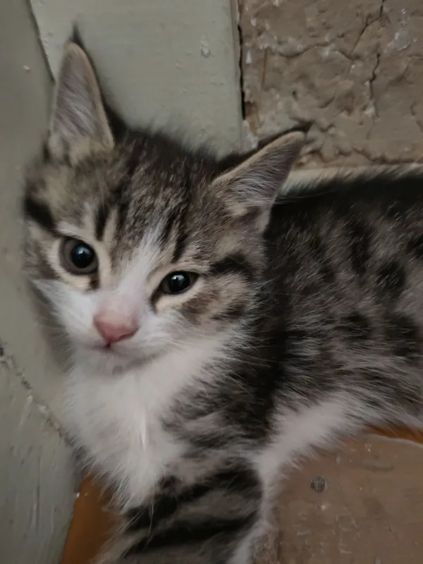 Котята милые красивые.