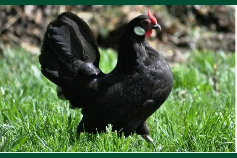 Bentam noyob zotdor tovuqlar vaksina qilingan 2 Bentam noyob zotdor tovuqlar vaksina qilingan 2