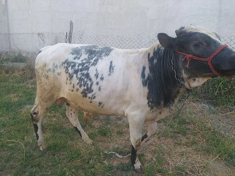 Buqa sotiladi yosh 3