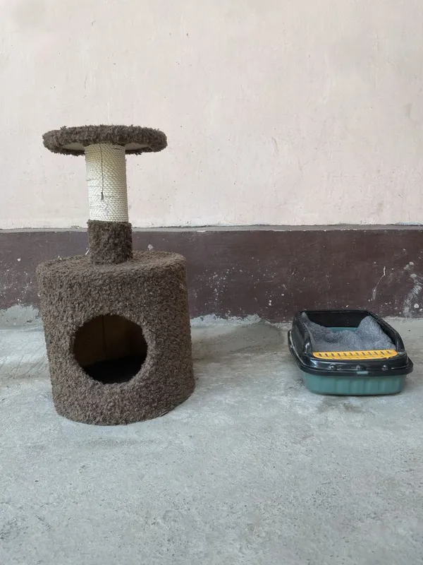 Mushuklar ini pachti ishlatilmagan