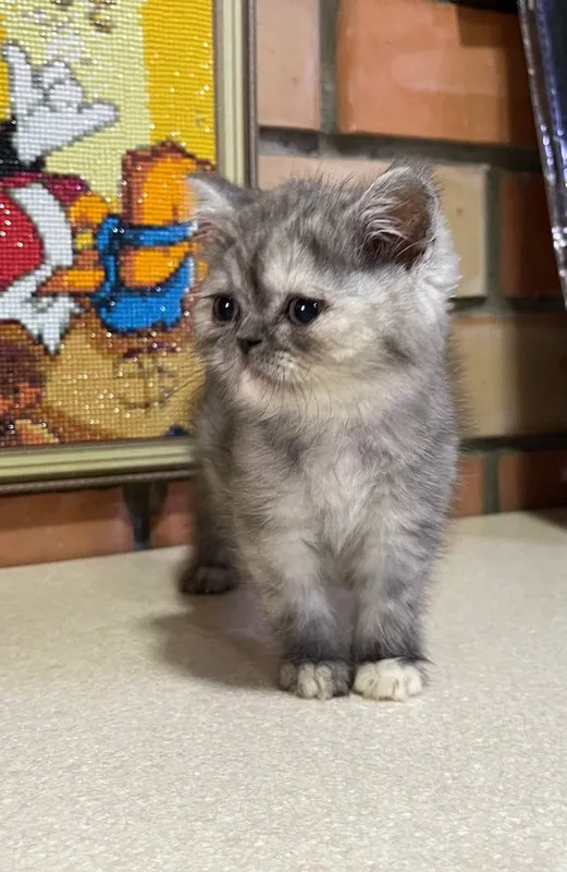 Котята скотиш страйт и фолд — фото 2