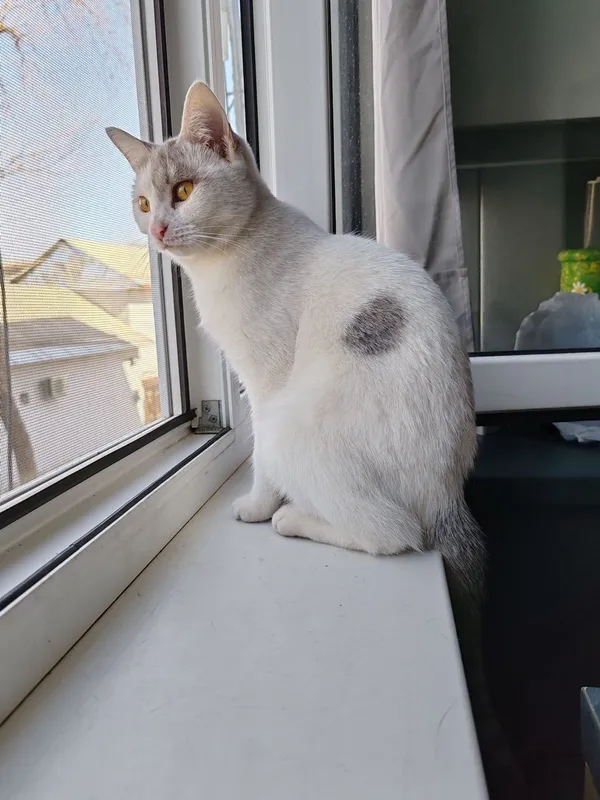 Стерелизованная .кошечка 8 месяцев. Ищет дом