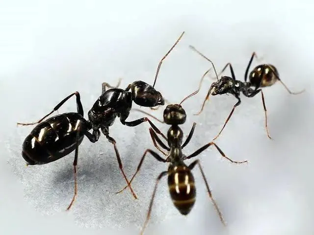 Муравьи Cataglyphis aenescens в муравинной ферме