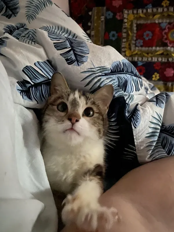 Ищем семью котенку — фото 2