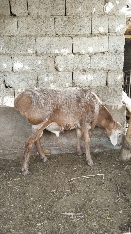 Juda zoʻr qoʻchqor lar hammasi yosh 1