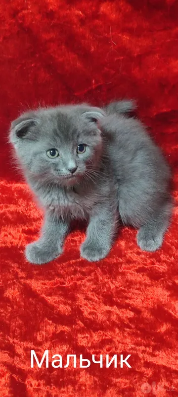 Scottish Fold mushukchalari sotiladi 6 Scottish Fold mushukchalari sotiladi 6