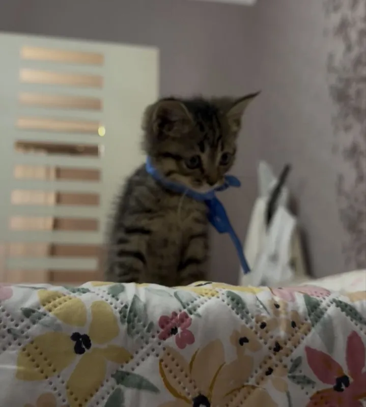 Милый красивый котёнок 2 Милый красивый котёнок 2