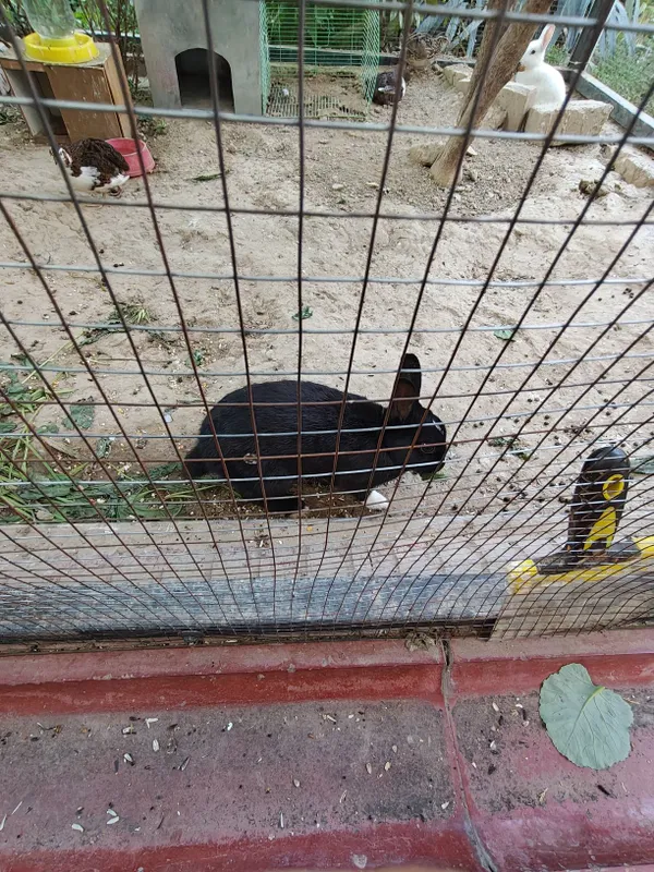 Chatishkan oq qora rangda 1 par 3