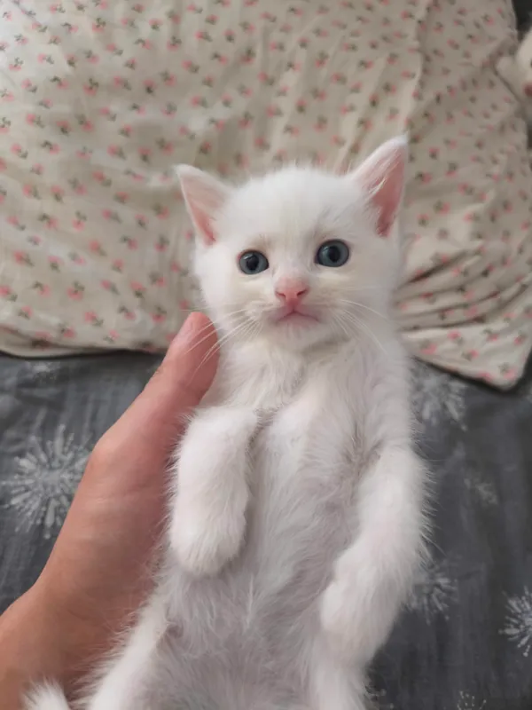 Турецкая ангора и котята — фото 1