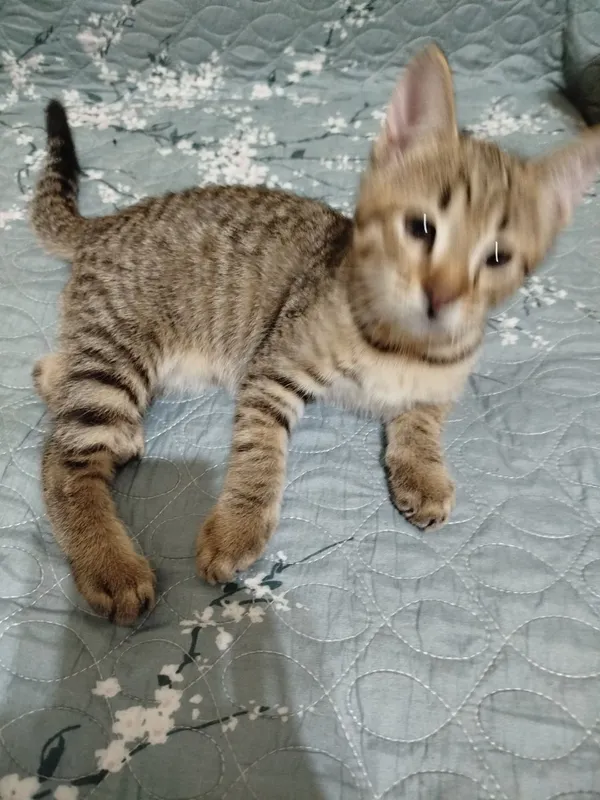 Котята в добрые руки — фото 3