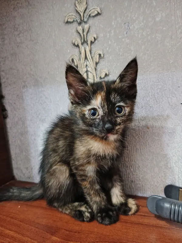 Коты: Тигр, Муиза, Барсик, Коравой. 2