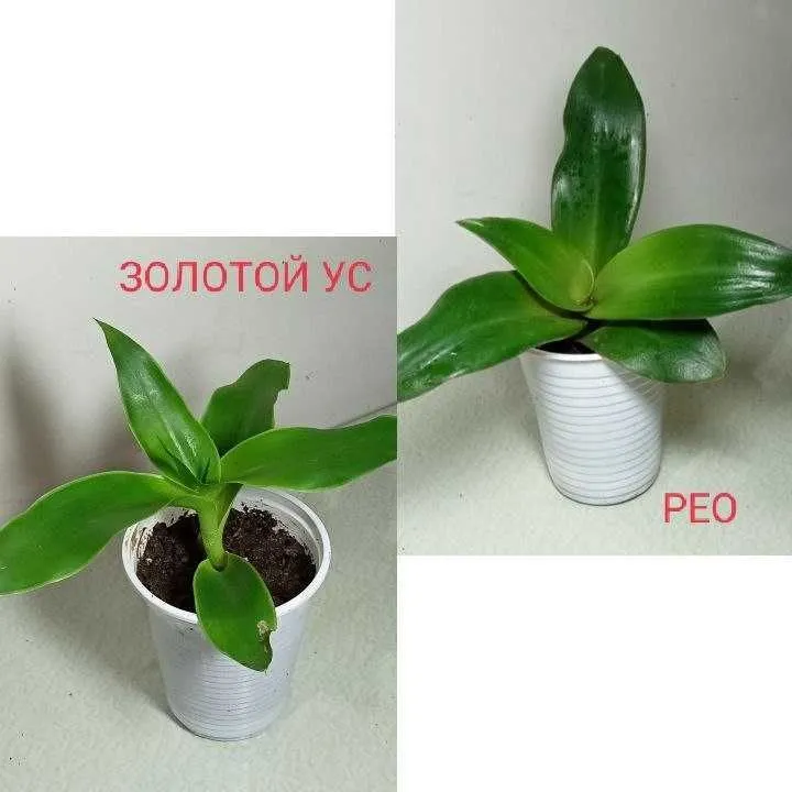 Продам. Укоренённые отростки. Рео, Золотой ус.